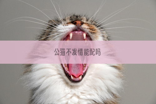 公猫不发情能配吗