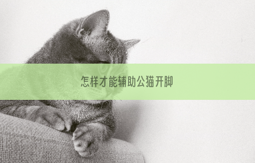 怎样才能辅助公猫开脚