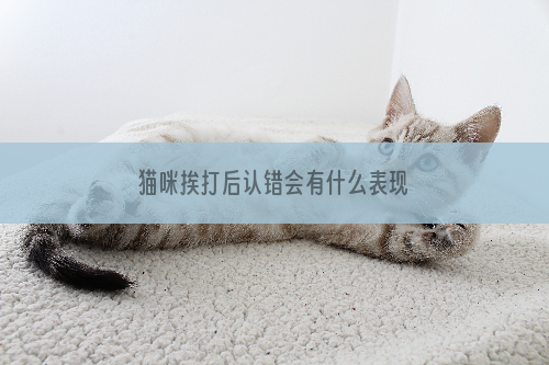 猫咪挨打后认错会有什么表现