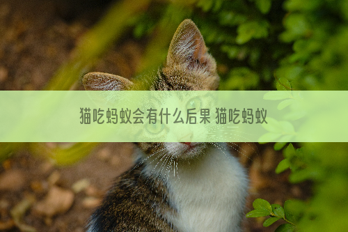 猫吃蚂蚁会有什么后果 猫吃蚂蚁会怎么样