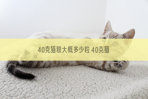 40克猫粮大概多少粒 40克猫粮大概多少
