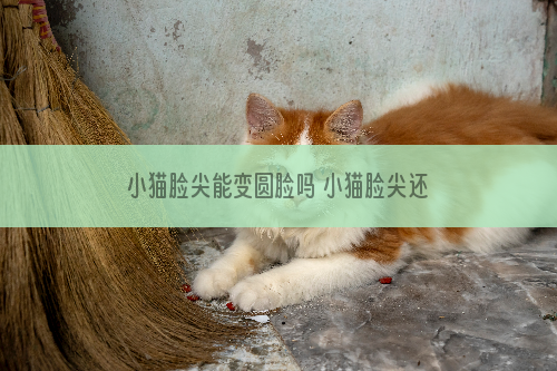 小猫脸尖能变圆脸吗 小猫脸尖还能变圆脸吗