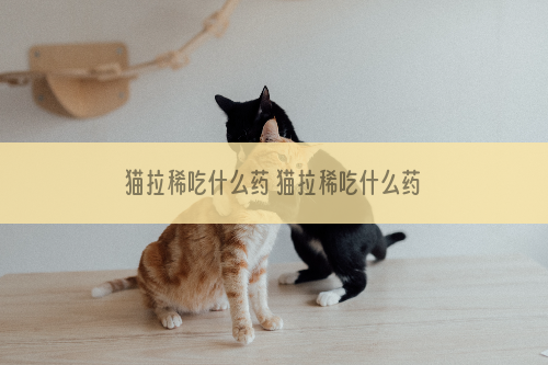 猫拉稀吃什么药 猫拉稀吃什么药管用
