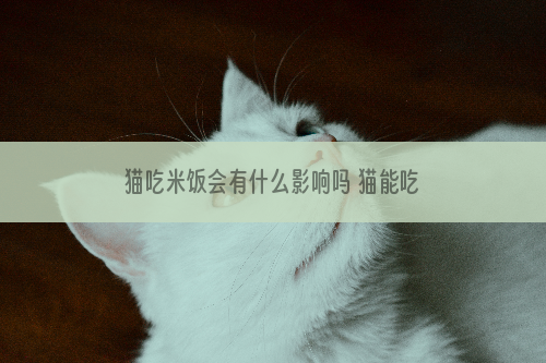 猫吃米饭会有什么影响吗 猫能吃米饭吗