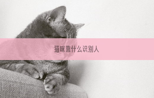 猫咪靠什么识别人