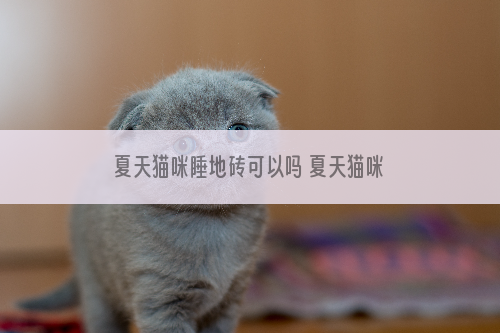夏天猫咪睡地砖可以吗 夏天猫咪睡地砖会怎么样