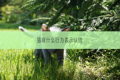 猫咪什么行为表示认错