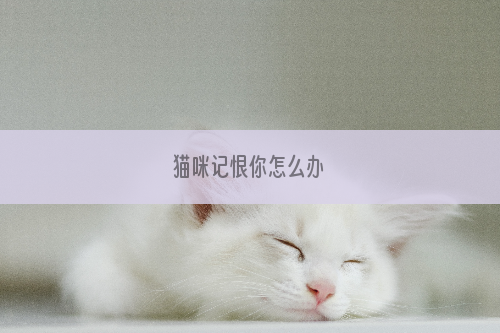 猫咪记恨你怎么办