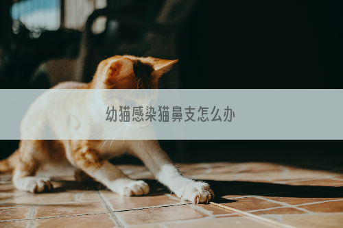 幼猫感染猫鼻支怎么办