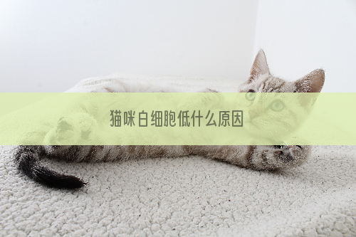 猫咪白细胞低什么原因