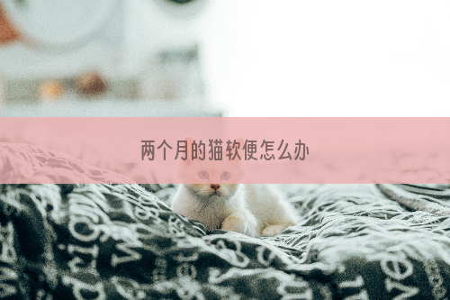 两个月的猫软便怎么办