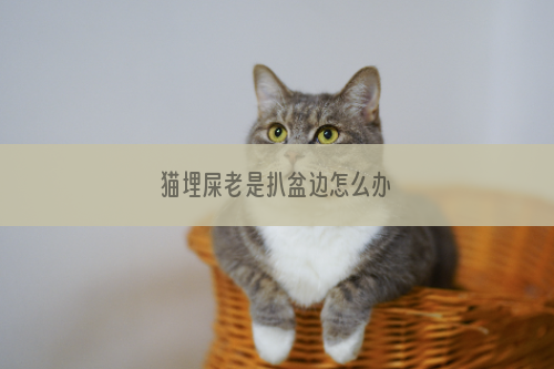 猫埋屎老是扒盆边怎么办