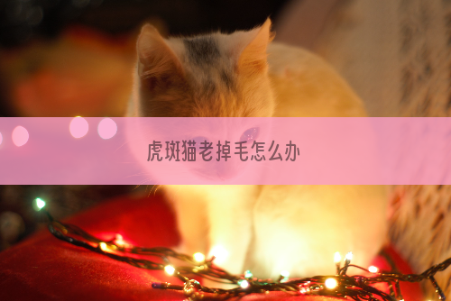 虎斑猫老掉毛怎么办