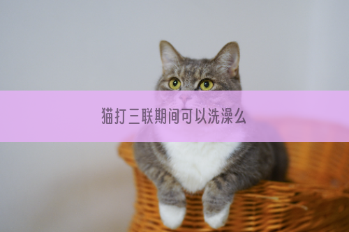 猫打三联期间可以洗澡么