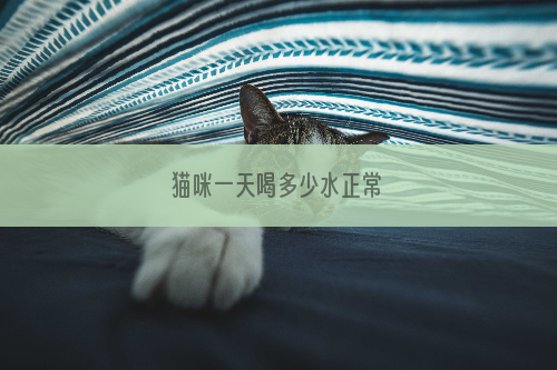 猫咪一天喝多少水正常