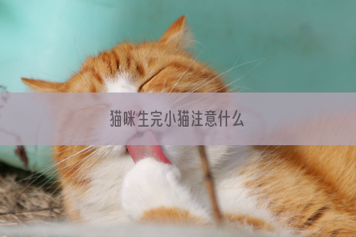 猫咪生完小猫注意什么