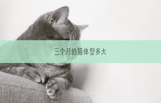 三个月的猫体型多大