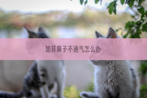 加菲鼻子不通气怎么办