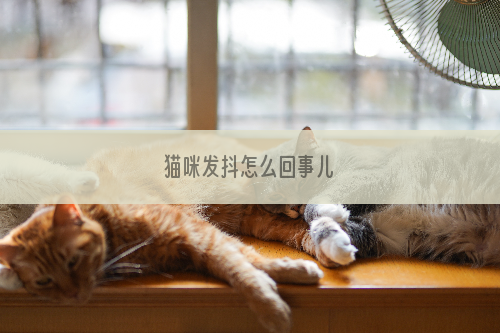 猫咪发抖怎么回事儿