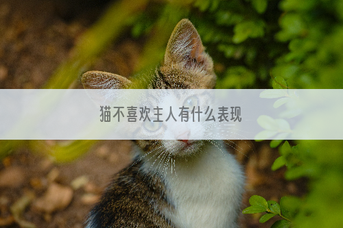 猫不喜欢主人有什么表现