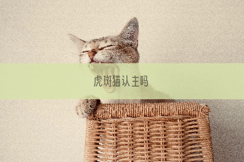 虎斑猫认主吗