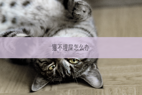 猫不埋屎怎么办