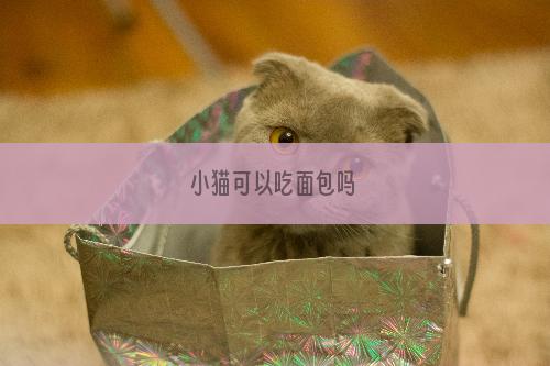 小猫可以吃面包吗