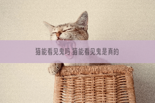 猫能看见鬼吗 猫能看见鬼是真的吗