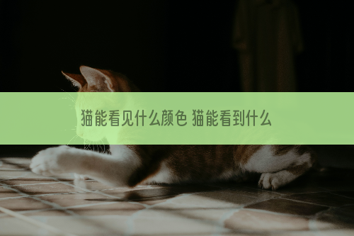 猫能看见什么颜色 猫能看到什么颜色