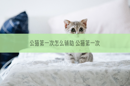 公猫第一次怎么辅助 公猫第一次主人怎么辅助