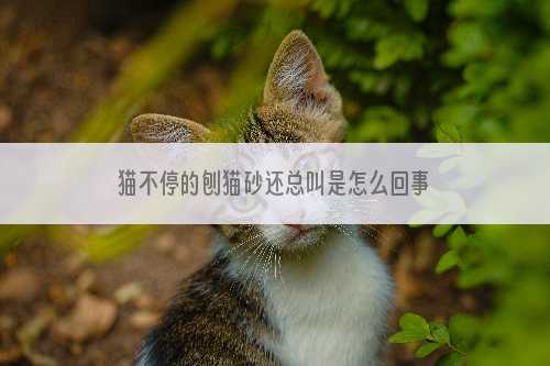 猫不停的刨猫砂还总叫是怎么回事