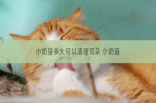 小奶猫多大可以清理耳朵 小奶猫多大清理耳朵好