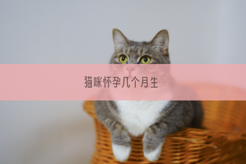 猫咪怀孕几个月生 