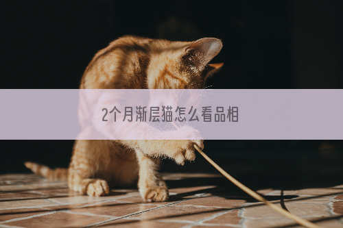 2个月渐层猫怎么看品相