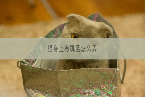 猫身上有跳蚤怎么弄