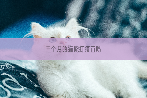 三个月的猫能打疫苗吗