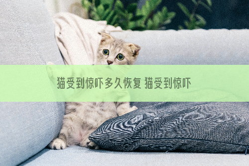 猫受到惊吓多久恢复 猫受到惊吓三五小时可恢复