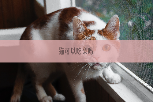 猫可以吃梨吗