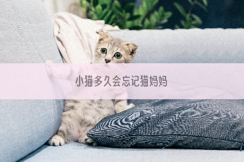 小猫多久会忘记猫妈妈