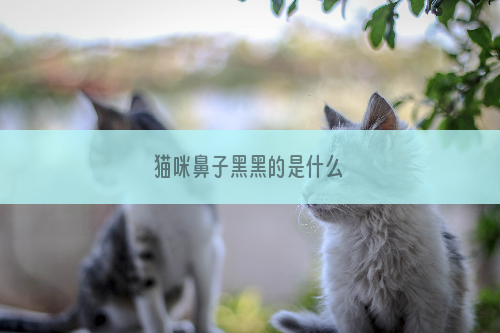 猫咪鼻子黑黑的是什么