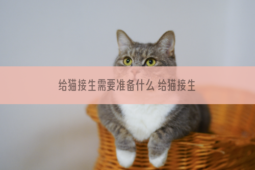 给猫接生需要准备什么 给猫接生需要准备什么东西