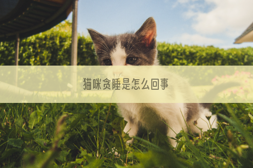 猫咪贪睡是怎么回事
