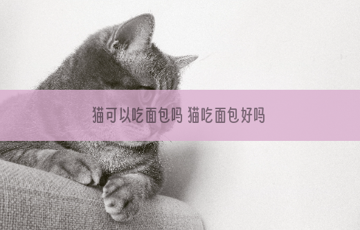 猫可以吃面包吗 猫吃面包好吗