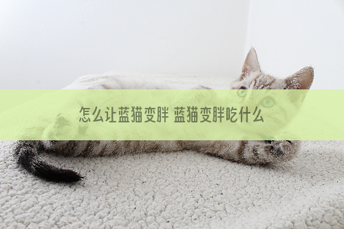 怎么让蓝猫变胖 蓝猫变胖吃什么好