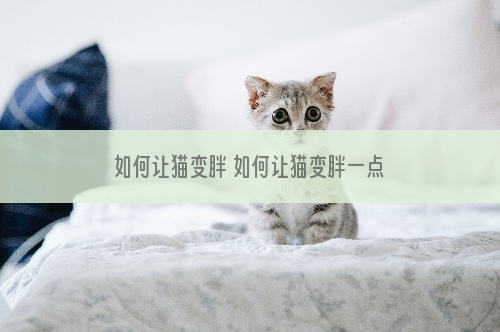 如何让猫变胖 如何让猫变胖一点