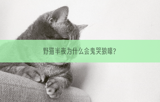 野猫半夜为什么会鬼哭狼嚎?