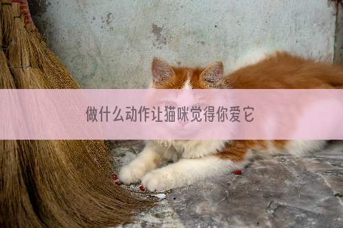 做什么动作让猫咪觉得你爱它