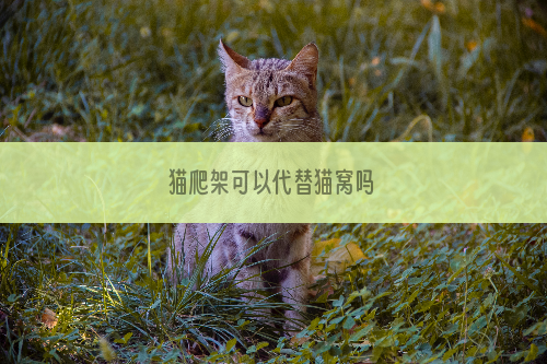 猫爬架可以代替猫窝吗