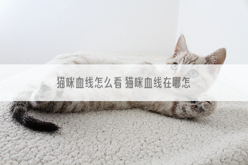 猫咪血线怎么看 猫咪血线在哪怎么看