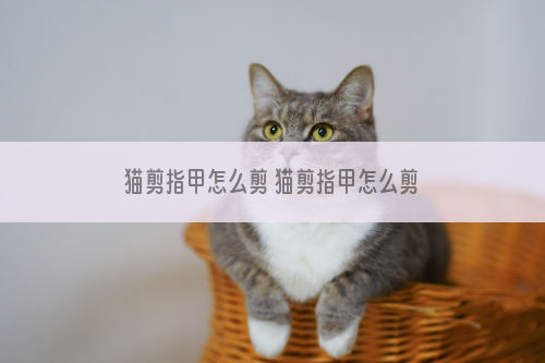 猫剪指甲怎么剪 猫剪指甲怎么剪正确